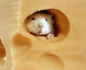 ¿Agujeros en el queso? Un ratón llamado CO2