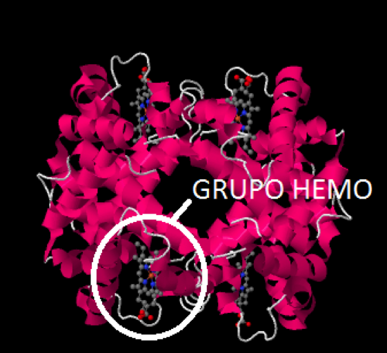 Desoxihemoglobina, hemoglobina no unida al oxígeno: detalle del grupo hemo