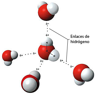 Enlaces de hidrógeno entre moléculas de agua