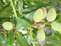 Almendras verdes