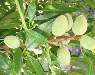 Almendras verdes