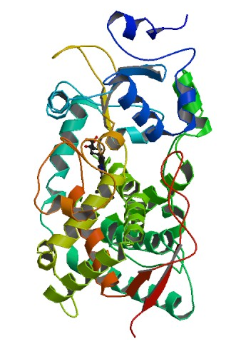 Estructura de la citocromo oxidasa humana