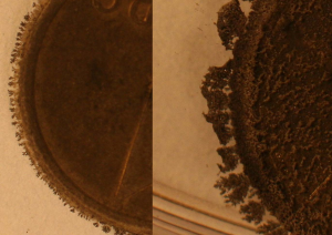 Moneda de cobre sumergida en nitrato de plata: reacción redox