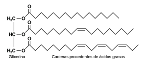 Triglicérido con distintas cadenas carbonadas