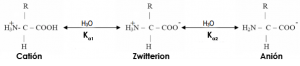 Posibles estados de ionización de un aminoácido neutro