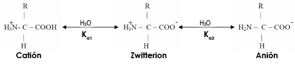 Posibles estados de ionización de un aminoácido neutro