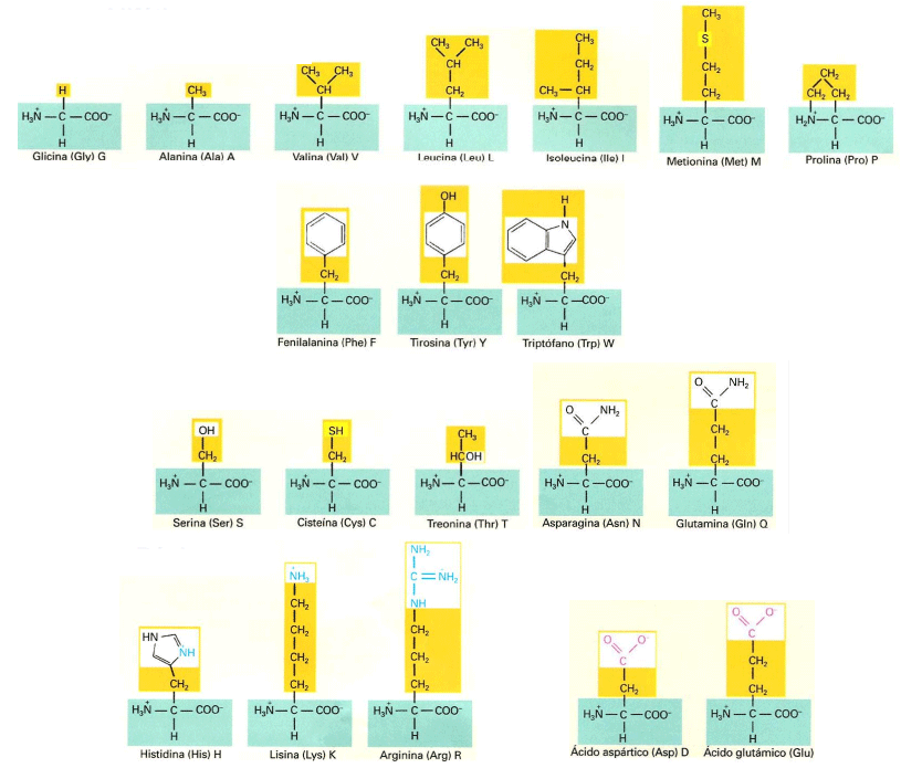 Estructura alfa-aminoácidos proteicos