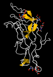 Estructura de la gonadotropina coriónica humana