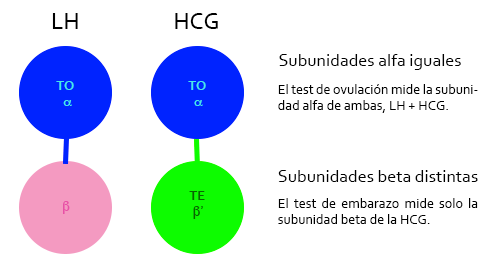 Test de ovulación aplicado al embarazo: LH y HCG