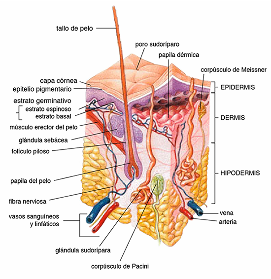 Capas de la piel humana