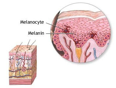 Melanocitos y melanina