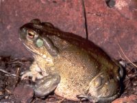 El sapo del desierto sonorense o sapo del río Colorado (Incilius alvarius)
